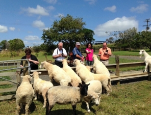 Auckland Sheep farm tour